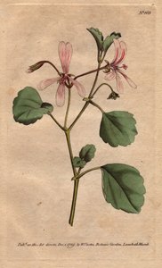 Geranium has sorrel leaf, with rose veined flowers, native to South Africa. Sorrel crane