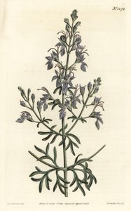 Great-flowered Germander from William Curtis