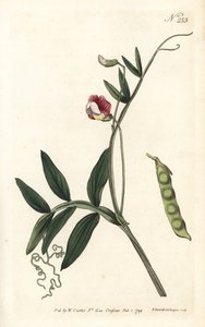 Spanish vetchling, Lathyrus clymenum (Jointed-podded lathyrus, Lathyrus articulatus). Handcoloured copperplate engraving by Sansom after an illustration by Sydenham Edwards from William Curtis