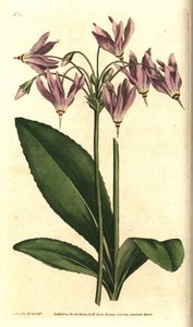 American cowslip or Mead