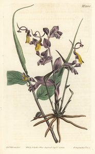 Globba Radicalis from William Curtis