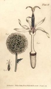 Globe thistle, Echinops sphaerocephalus by Sydenham Teast Edwards