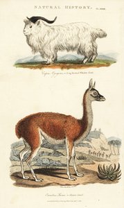 Goat and Llama