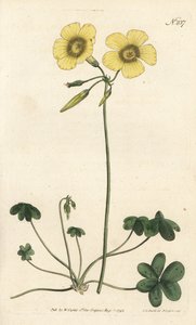 Goats-foot wood sorrel, Oxalis caprina. by Sydenham Teast Edwards