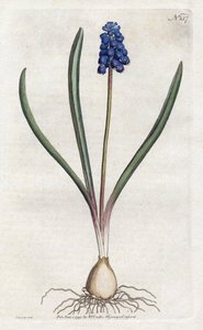 Grape hyacinth