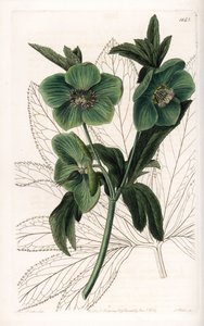 Green Flower Hellebore Variete - Engraved by S.Watts, from an illustration by Sarah Anne Drake, from the Botanical Register of Sydenham Edwards by Sydenham Teast Edwards