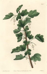Currant, Native to North America - Engraved by S. Watts, from an illustration by Sarah Anne Drake, from the Botanical Register by Sydenham Teast Edwards