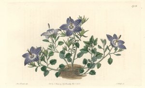 Hairy-leaved campanule, native to Italy - Strong water by S. Watts from an illustration by Sarah Anne Drake, from the Botanical Register