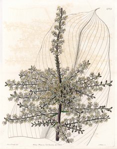 Hawaiian Spinard or Reed of India - Plate Engraved by S. Watts, from an Illustration by Sarah Anne Drake, from the Botanical Register of Sydenham Edwards by Sydenham Teast Edwards