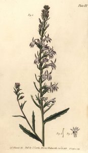 Heath lobelia, Lobelia urens, Polygamia monogamia.
