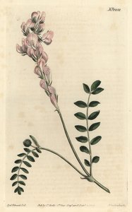 Hedysarum spinosissimum subsp. capitatum (sceptre-flowered hedysarum, Hedysarum capitatum)