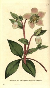 Livid Hellebore by Sydenham Teast Edwards