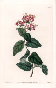 Herb Variety