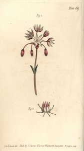 Hermaphrodite Flower with Seven Pistilla, Heptagynia, Septas Capensis
