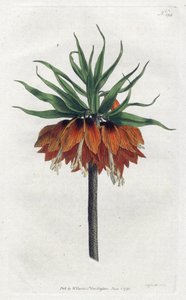 Imperial Fritillary from William Curtis