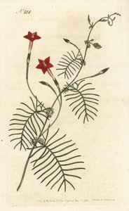 Cypress Vine by Sydenham Teast Edwards