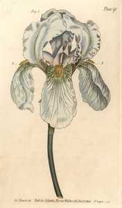 Iris Florentina, Iris Germanica Nothovar