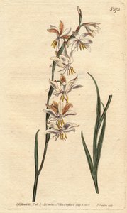 Nodding Flowered Ixia with White, Orange and Yellow Veined Flowers. Ixia Radiata. Handcoloured Copperplate Engraving from a Botanical Illustration by Sydenham Edwards from William Curtis