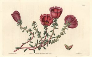 Large-Flowered Purslane by Sydenham Teast Edwards