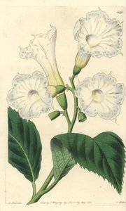 Large-flowered Cordia
