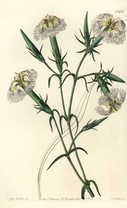 Lebanon carnation (species in danger) - Pink of Lebanon, Dianthus libanotis. Endangered species. Handcoloured copperplate engraving by S. Watts after an illustration by Miss Sarah Drake from Sydenham Edwards