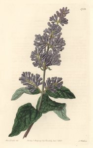 Lilac of Hungary