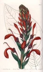 Lobelia variete (or cardinal) from Chile - Engraved by S.Watts, from an illustration by Sarah Anne Drake, from the Botanical Register of Sydenham Edwards