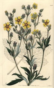 Long-leaved Cinquefolia Variety by Sydenham Teast Edwards