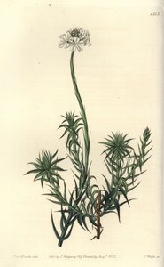 Long-leaved Sphenotoma from Sydenham Edwards