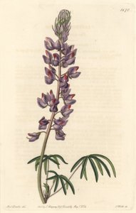 Lupin with narrow leaves - Strong water by S. Watts from an illustration by Sarah Anne Drake, from the Botanical Register by Sydenham Teast Edwards
