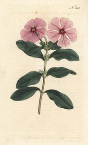 Madagascar Periwinkle by Sydenham Teast Edwards