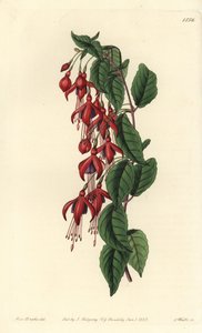 Magellan Fuchsia - Hummingbird Fuchsia, Fuchsia magellanica (Balloon-flowered Fuchsia, Fuchsia globosa). Handcoloured copperplate engraving from Sydenham Edwards