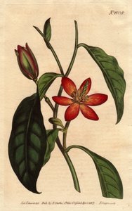 Magnolia with brown stem and orange flowers, native to China