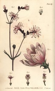 Mallow by Sydenham Teast Edwards