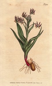 Branching Melanthium with Many Small Lilac Flowers, Bulbs, and Root Structure