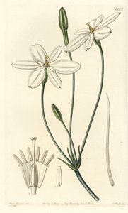 Mexican Star by Sydenham Teast Edwards
