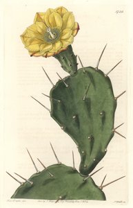 Monacanthus Pactus, Flowering Cactus, Native to South America - Engraved by S. Watts, from an illustration by Sarah Anne Drake, from the Botanical Register