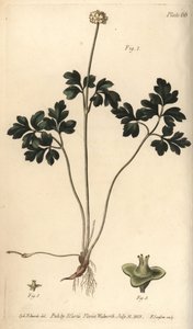 Muskroot from William Curtis