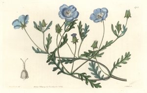 Namophila Maculata, Originally from California - Engraved by S. Watts, from an illustration by Sarah Anne Drake, from the Botanical Register