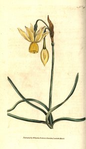 Reflexed Daffodil by Sydenham Teast Edwards