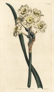 Narcissus a bouquet - Bunch-flowered daffodil, Narcissus tazetta (Pale-cupped white garden narcissus; Narcissus orientalis) - Handcoloured copperplate engraving by F. Sansom Jr. after an illustration by Sydenham Edwards from William Curtis