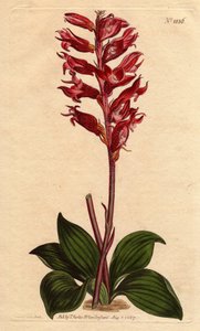 Neottie Orchid with Frost Flower, Pink and Crimson Colour, Native to Jamaica