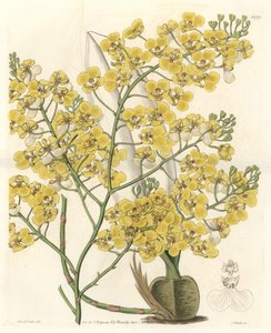 Orchid (Oncidium ampliatum), with yellow flowers, native to New Zealand - Water forte by S. Watts from an illustration by Sarah Anne Drake, from the Botanical Register by Sydenham Teast Edwards