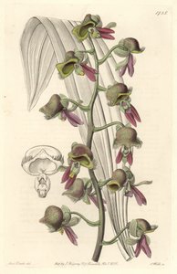 Orchid Catasetum, Two-tone Flowers, Native of Guiana by Sydenham Teast Edwards