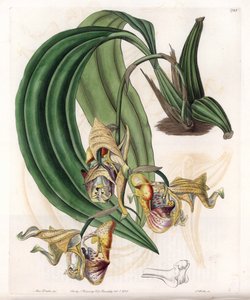 Orchid: Coryanthes Variety with Spotted Flowers