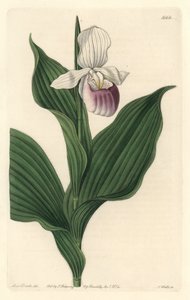 Royal Cypripede from the Botanical Register