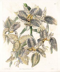 Orchid: Stanhopea Variety, Neotropical