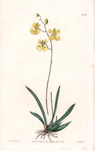 Orchid: Variety Tolumnia Guianensis, Endemic to Haiti and Santo Domingo - Plate Engraved by S. Watts, from an Illustration by Sarah Anne Drake, from the Botanical Register of Sydenham Edwards by Sydenham Teast Edwards