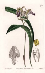 Orchid: Variety of Bletia of America by Sydenham Teast Edwards