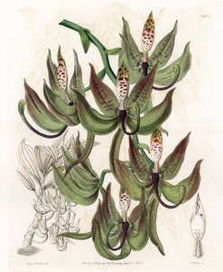 Orchid: Variety of Cycnoche - Engraved Board by S. Watts, from an Illustration by Sarah Anne Drake, from the Botanical Register of Sydenham Edwards by Sydenham Teast Edwards